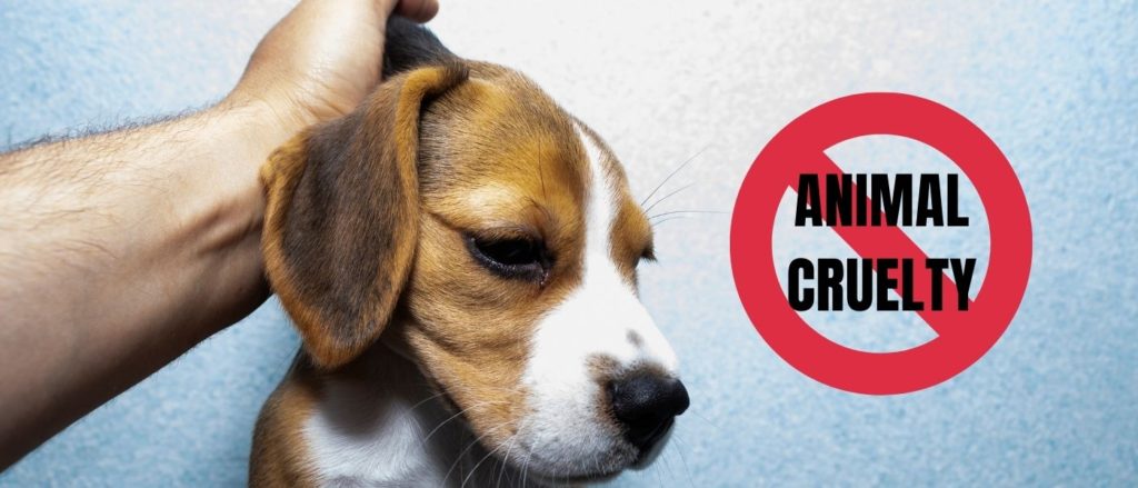 8 Ways You Can Help Prevent Animal Cruelty