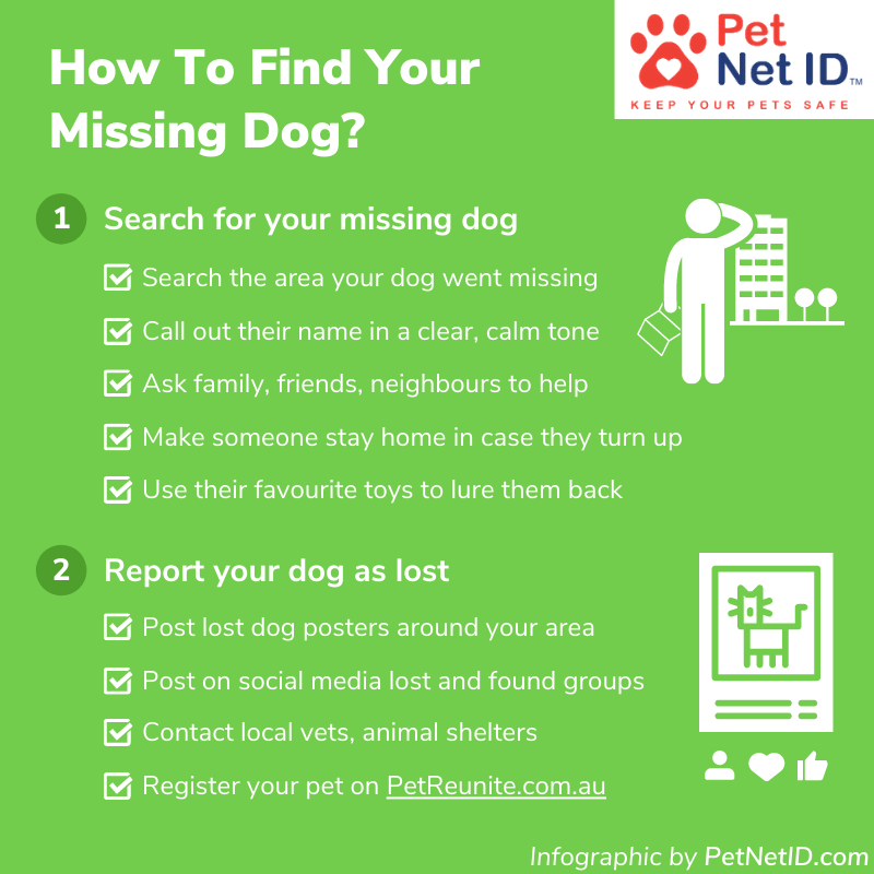 Infographic - How To Find Your Missing Dog