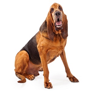 Bloodhound Dog Breed Characteristics