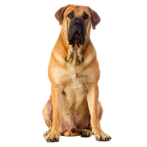 Boerboel Guard Dog & Watch Dog Ability