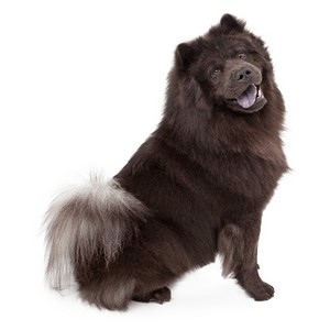Chow Chow Temperament & Personality