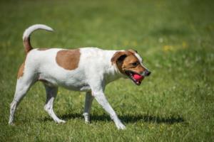 Training a Danish-Swedish Farmdog