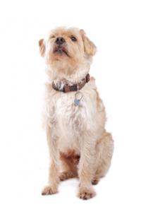 Dutch Smoushond Guard Dog & Watch Dog Ability