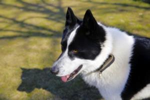 East Siberian Laika Dog Breed Characteristics