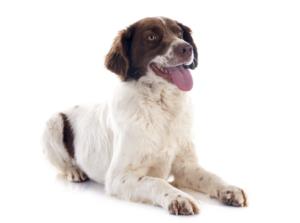 French Spaniel Dog Breed Characteristics