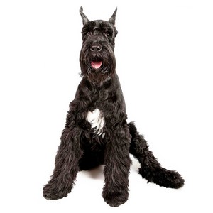 Are Giant Schnauzers Good With Cats?