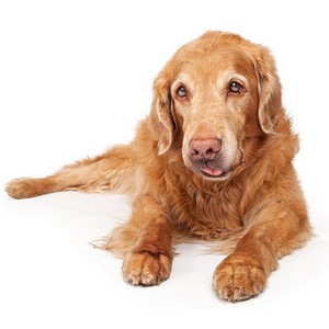 Are Golden Retrievers Smart Dogs?