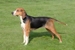 Hamilton Hound Dog Breed Characteristics