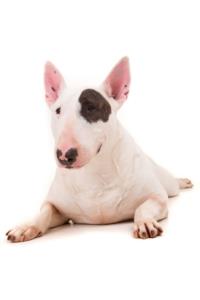 Your Are mini bull terriers good watch dogs?