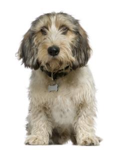 Petit Basset Griffon Vendeen Dog Breed Characteristics
