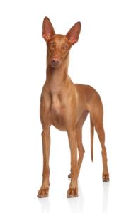Pharaoh Hound Dog Breed Characteristics
