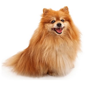 Pomeranian Dog Breed Characteristics