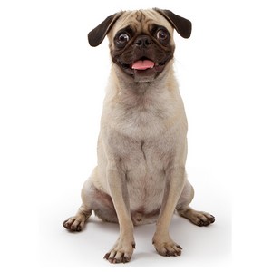 Are Pugs Good Apartment Dogs