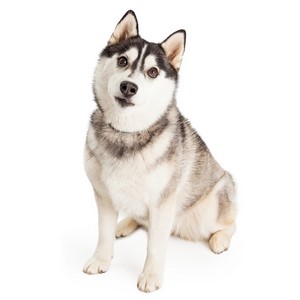 Are Siberian Huskys Good With Strangers?