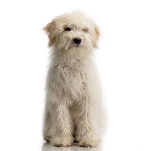 Tibetan Terrier Dog Breed Characteristics
