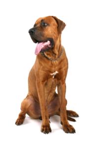 Tosa Dog Breed Characteristics